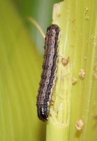 Fresh from the Field NIFA Impacts fall armyworm web University of Tennesee Juan Luis Jurat Fuentes