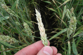 Typical premature whitening of a wheat head infected with the fungus that causes Fusarium head blight. Photo by USDA-ARS