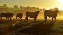UT Extension Beef Cattle Programs. Cows in the Country. Photo courtesy of Getty Images. NIFA Fresh From the Field.