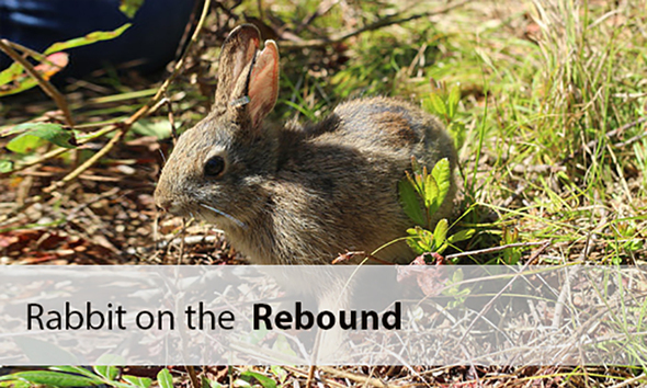 Rabbit on the Rebound