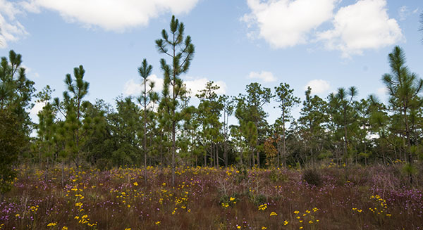 Apalachicola Bluffs & Ravines Preserve forest 