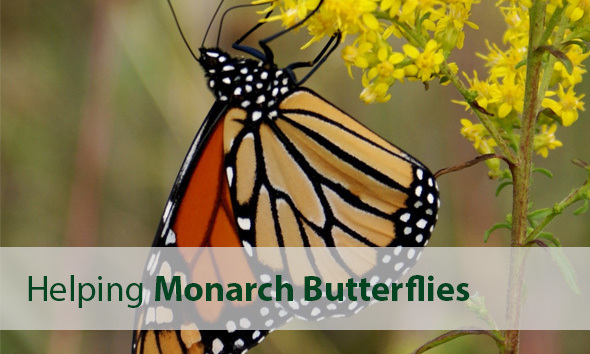 monarch
