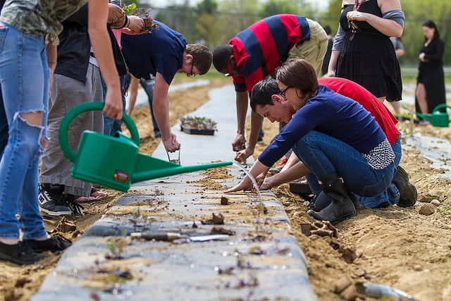 Students plant hundreds of red Russian kale seedlings to be harvested fo