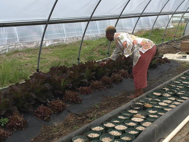 Dr. Ellen Harris, Director of the Beltsville Agricultural Research Center takes a look at the red leaf lettuce being grown at the University of the Di