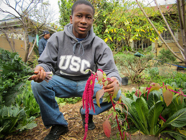 Temiloluwa Salako, a Cultivar with RootDownLA, shows off a grain plant called amaranth that is growing in one of the program’s community gardens. 