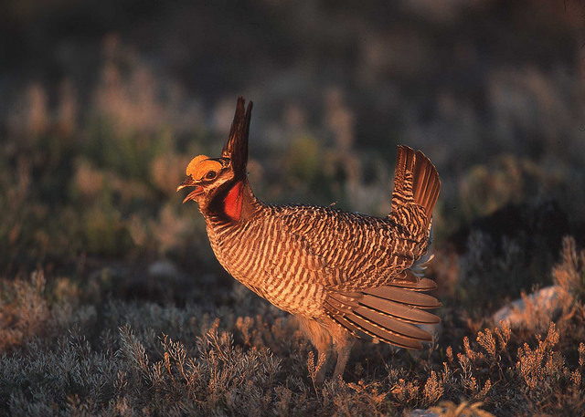 A recent survey commissioned by the Western Association of Fish and Wildlife Agencies (WAFWA) reveals that the lesser prairie-chicken numbers climbed 