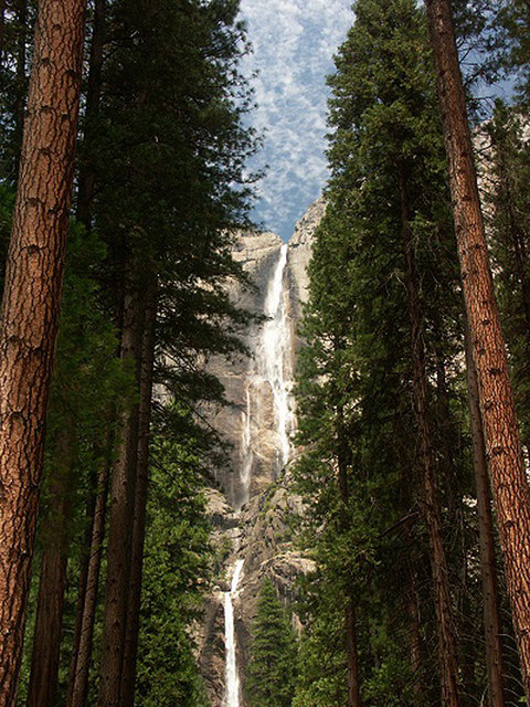 Ponderosa pines standing tall in front of Yosemite Falls in California.