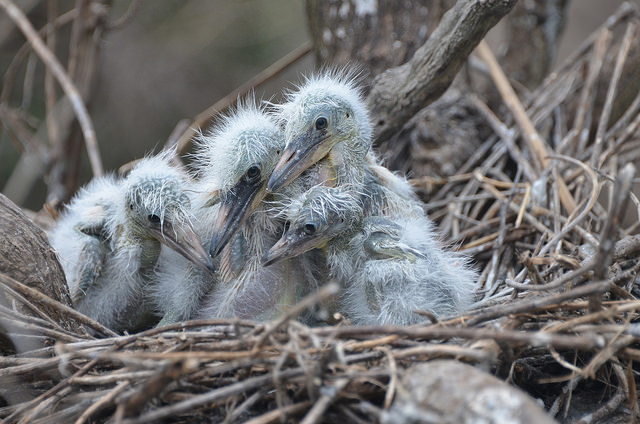 Hundreds of chicks are born each spring on an island rookery built from dredged materials.