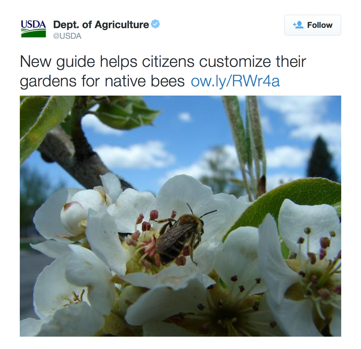 New guide helps citizens customize their gardens for native bees