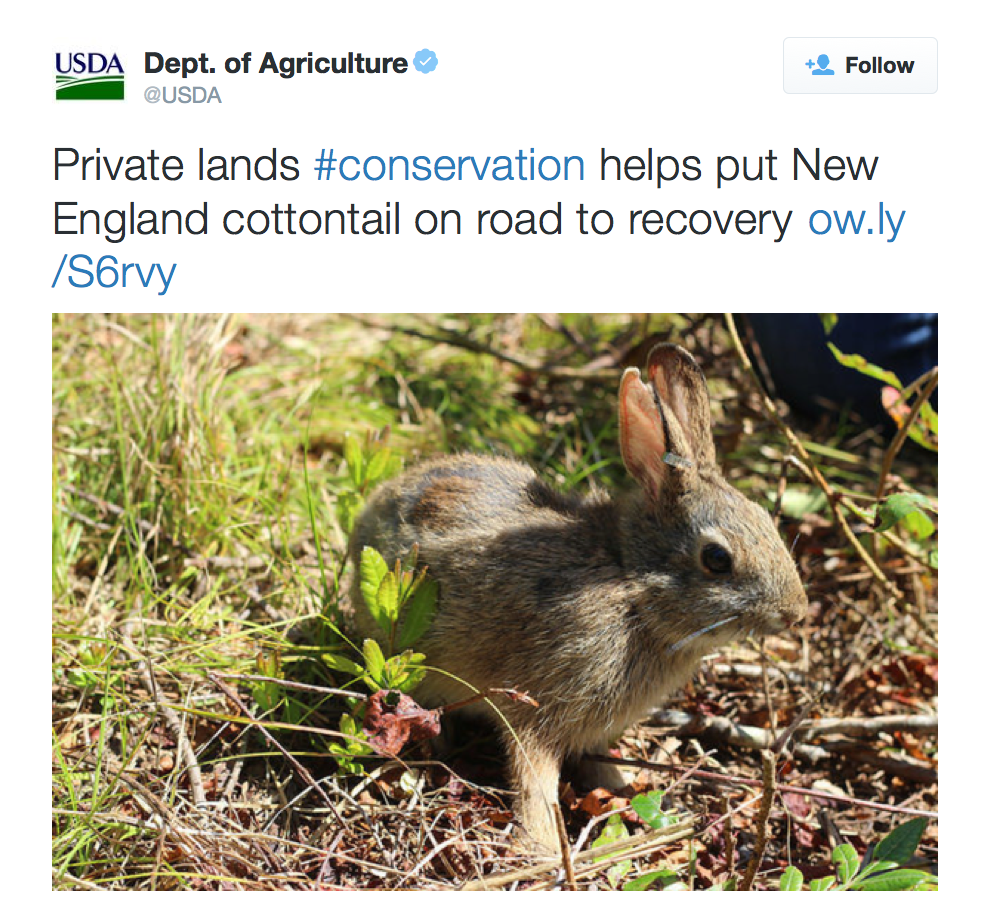 Private lands #conservation helps put New England cottontail on road to recovery