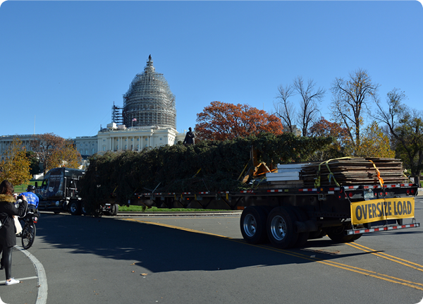 The 2015 Capitol Christmas Tree arrived at the Capital building