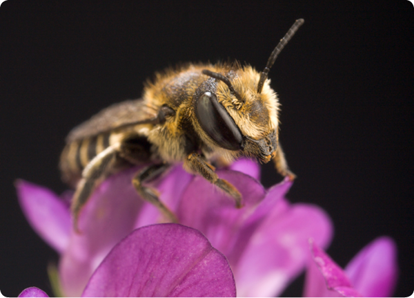 The alfalfa leafcutting bee