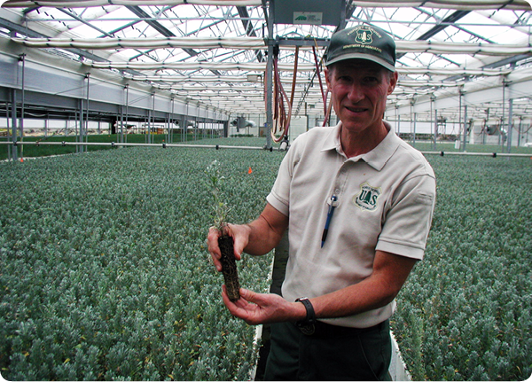 Lucky Peak Nursery assistant nursery manager John Sloan shows off a one-year old container-grown sagebrush seedling in Idaho