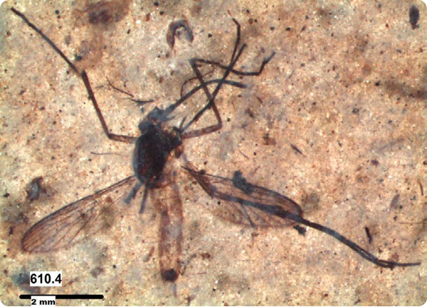 Kishenehn fossil mosquito