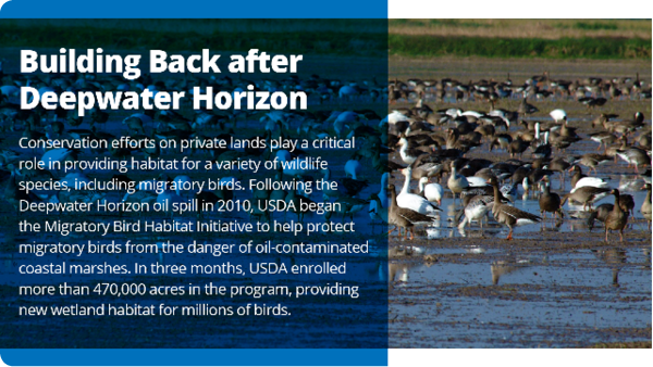 Migratory Bird Habitat Initiative