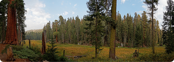 Log meadow in Giant Forest, Sequoia National Park, CA. Photo credit: Anthony R. Ambrose