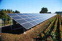 Photo of solar panel array