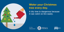 water your Christmas tree everyday 