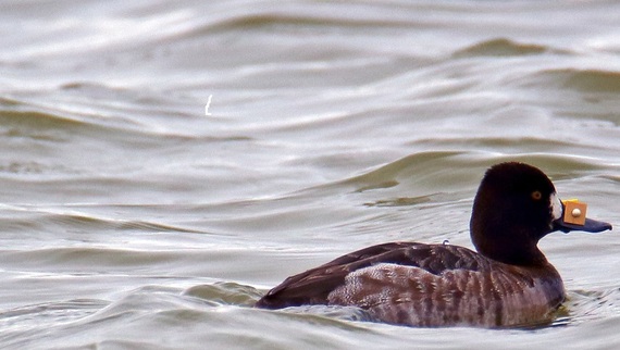 Nasal Marked Duck