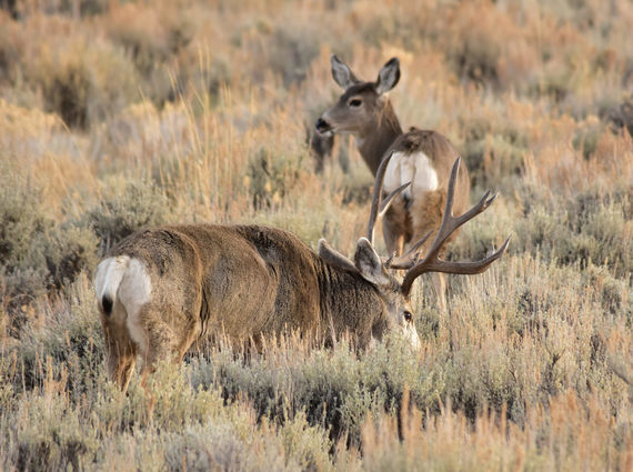 Mule deer grazing on sagebrush