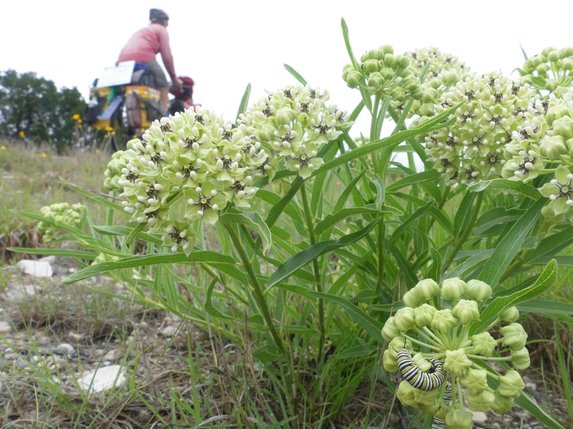 woman on bike in background with flowers and plants and caterpillars on leaves in foreground