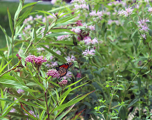 green plants and flowers with orange and black butterfly sitting on a flower