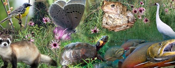 compilation of several wildlife photos including a white bird, a small yellow and white butterfly, a brown toad, a black and brownish mammal