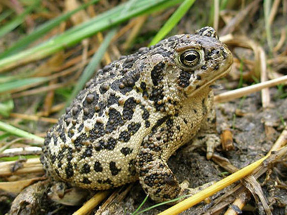 Wyoming Toad