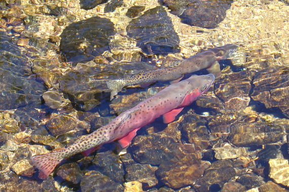 Greenback Cutthroat Trout