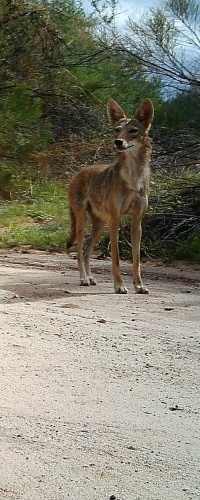 Sonoran Coyote