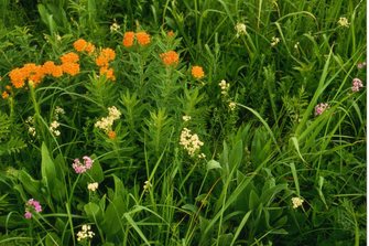 Photograph of native plants, including variuos wildflowers