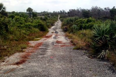 A degraded administrative road eyed as a possible trail near Hobe Sound National Wildlife Regufe (Volpe photo)