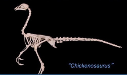 chickenosaurus