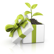 Gift Plant