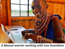 A Maasai warrior working with Lion Guardians