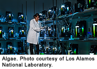 Researcher Sangeeta Negi prepares an algae growth experiment at Los Alamos Research Park.