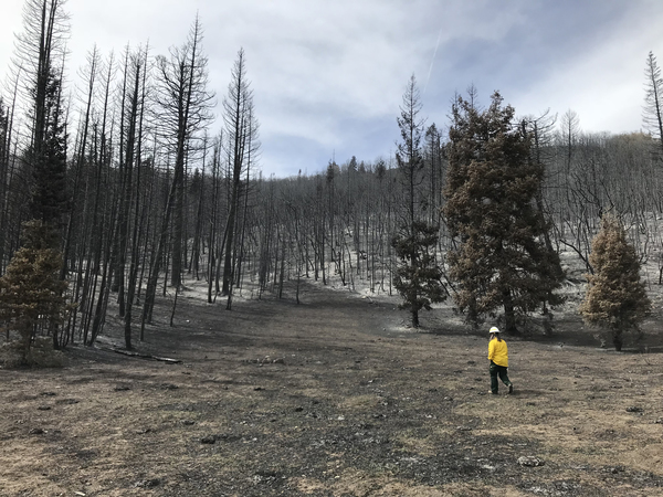 Gayle Hagler walking through a forest area burned over by the Pole Creek wildfire.