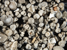 Foraminifera shells Foraminifera shells