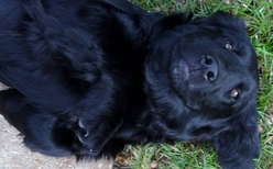 Lyns Dog