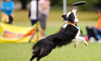 dog playing frisbee