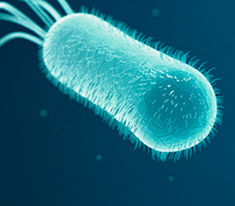 E. Coli