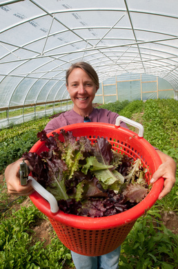 Farmer holding bucket of lettuce