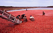 Cranberry Harvest