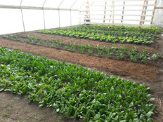 Green veggies inside a wintery greenhouse