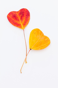 Fall hearts