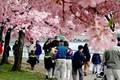 Tourists enjoy the annual cherry blossoms along the Tidal Basin (Photo Destination DC)