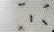 Pres Zika