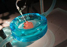 Supercooled rat liver.