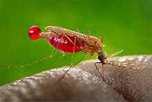 A mosquito feeding on a human.