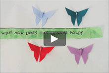 Screenshot of a video showing papers folded in the shape of butterflies.